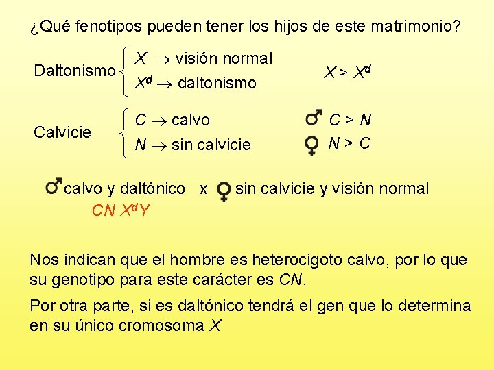 ¿Qué fenotipos pueden tener los hijos de este matrimonio? Daltonismo X visión normal Xd