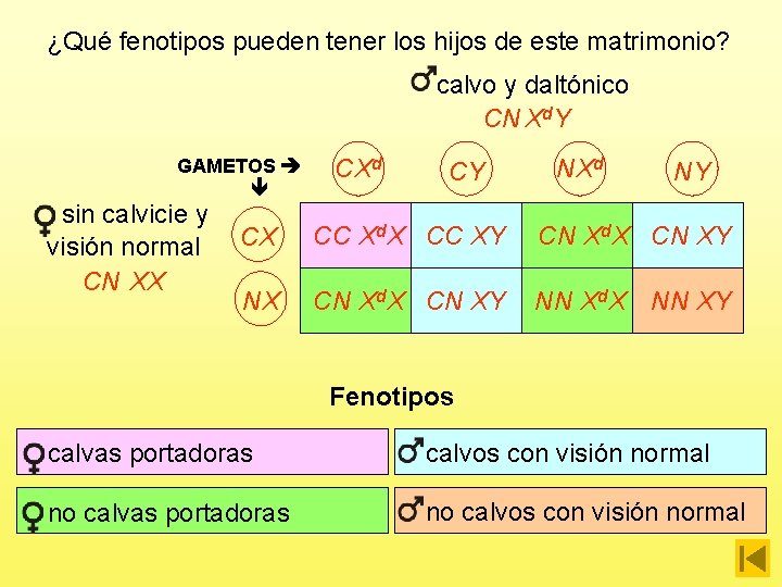 ¿Qué fenotipos pueden tener los hijos de este matrimonio? calvo y daltónico CN Xd.