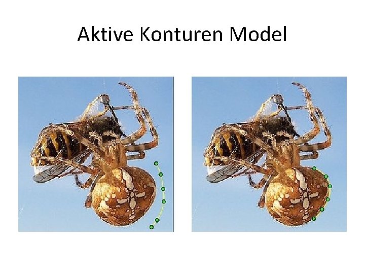 Aktive Konturen Model 