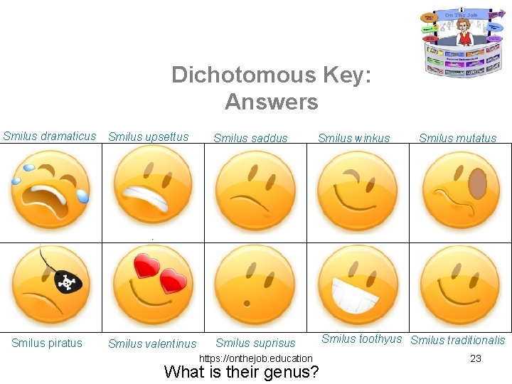 Dichotomous Key: Answers Smilus dramaticus Smilus piratus Smilus upsettus Smilus saddus Smilus valentinus Smilus