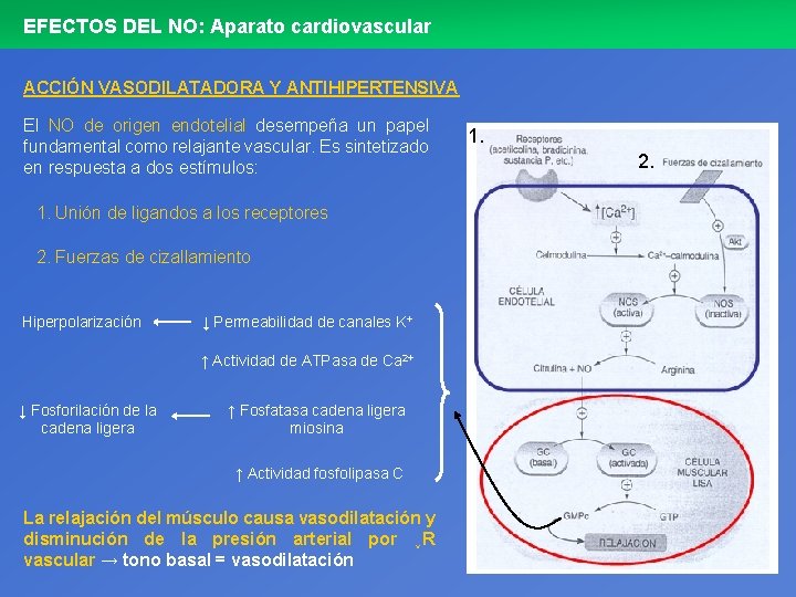 EFECTOS DEL NO: Aparato cardiovascular ACCIÓN VASODILATADORA Y ANTIHIPERTENSIVA El NO de origen endotelial