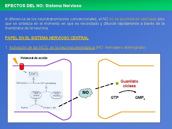 EFECTOS DEL NO: Sistema Nervioso A diferencia de los neurotransmisores convencionales, el NO no