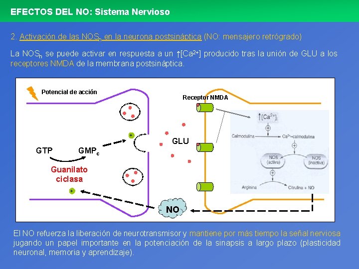 EFECTOS DEL NO: Sistema Nervioso 2. Activación de las NOSn en la neurona postsináptica
