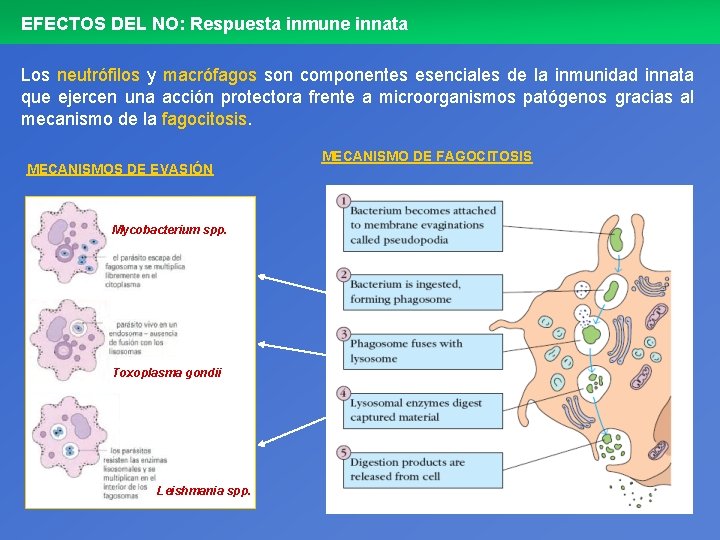 EFECTOS DEL NO: Respuesta inmune innata Los neutrófilos y macrófagos son componentes esenciales de