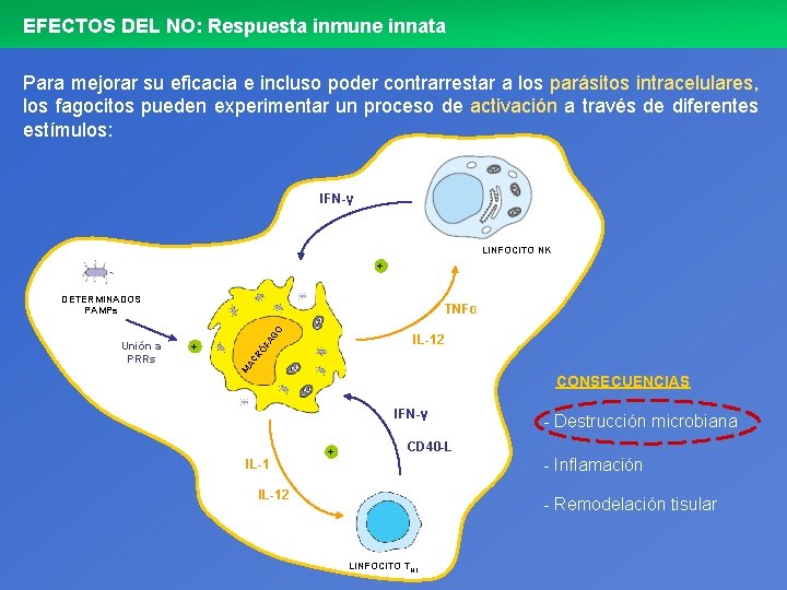 EFECTOS DEL NO: Respuesta inmune innata Para mejorar su eficacia e incluso poder contrarrestar