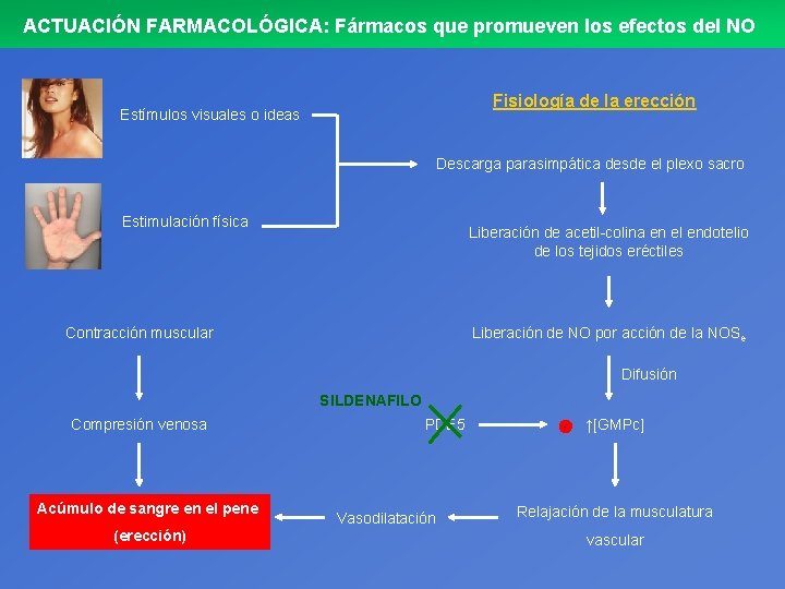 ACTUACIÓN FARMACOLÓGICA: Fármacos que promueven los efectos del NO Fisiología de la erección Estímulos