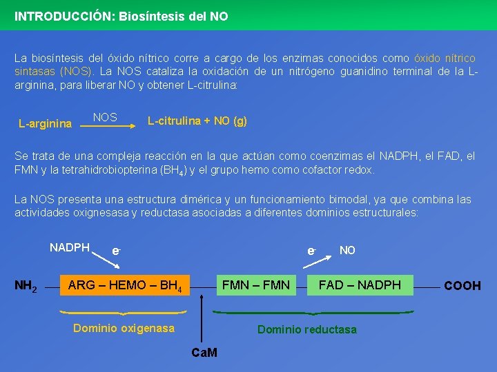 INTRODUCCIÓN: Biosíntesis del NO La biosíntesis del óxido nítrico corre a cargo de los