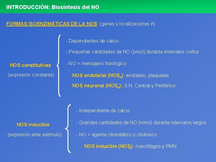 INTRODUCCIÓN: Biosíntesis del NO FORMAS ISOENZIMÁTICAS DE LA NOS (genes y localizaciones ≠) -