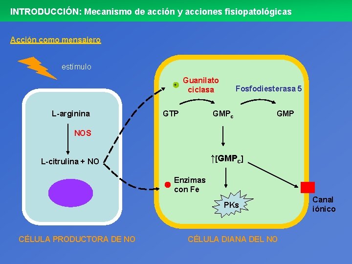 INTRODUCCIÓN: Mecanismo de acción y acciones fisiopatológicas Acción como mensajero estímulo + L-arginina Guanilato