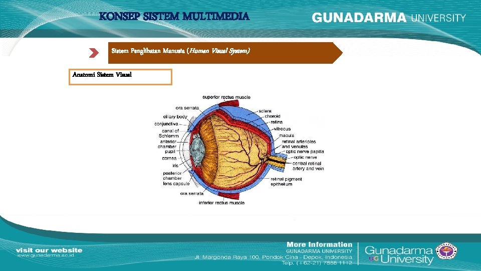 KONSEP SISTEM MULTIMEDIA Sistem Penglihatan Manusia (Human Visual System) Anatomi Sistem Visual 