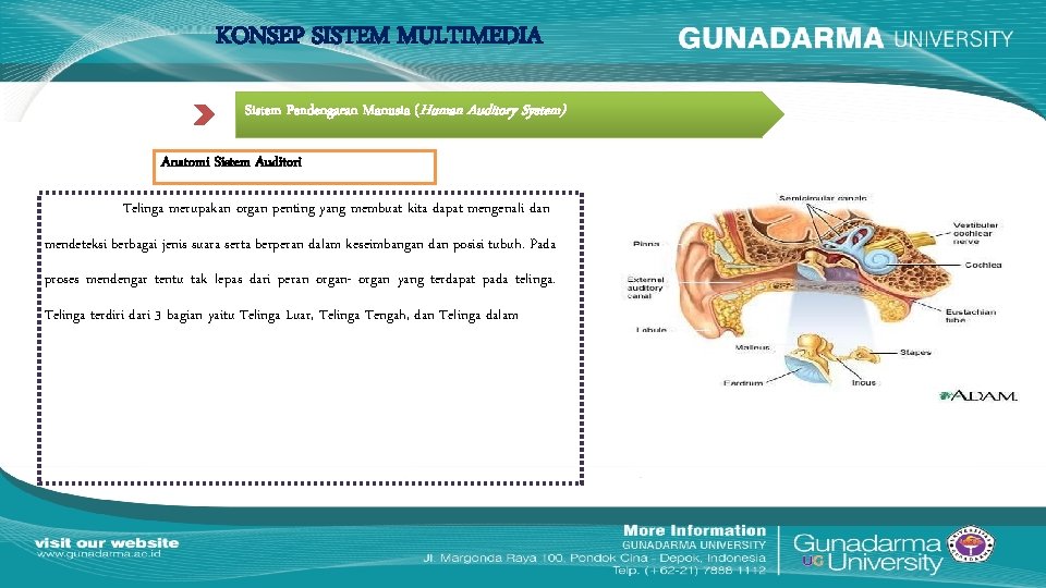 KONSEP SISTEM MULTIMEDIA Sistem Pendengaran Manusia (Human Auditory System) Anatomi Sistem Auditori Telinga merupakan