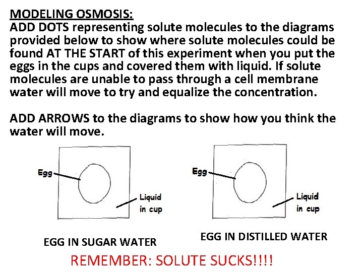 MODELING OSMOSIS: ADD DOTS representing solute molecules to the diagrams provided below to show