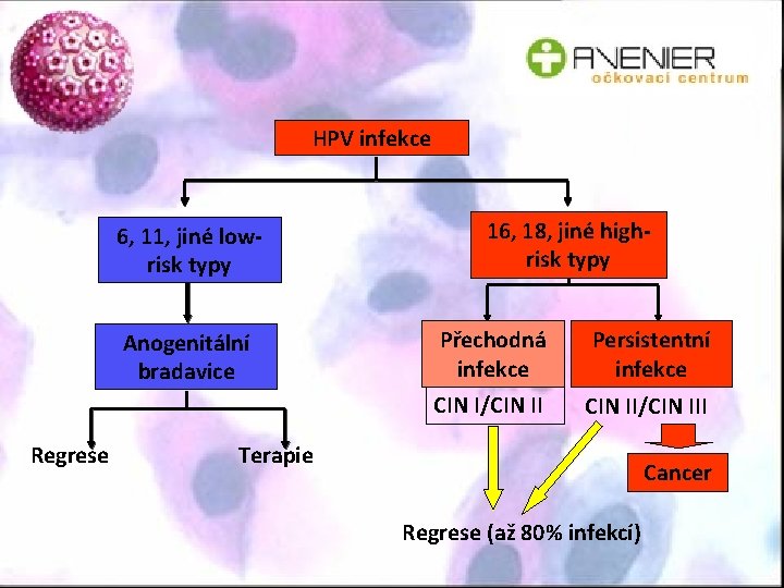 HPV infekce 6, 11, jiné lowrisk typy Anogenitální bradavice Regrese 16, 18, jiné highrisk