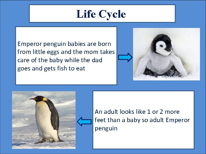 Life Cycle Emperor penguin babies are born from little eggs and the mom takes