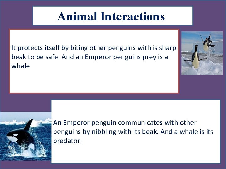 Animal Interactions It protects itself by biting other penguins with is sharp beak to