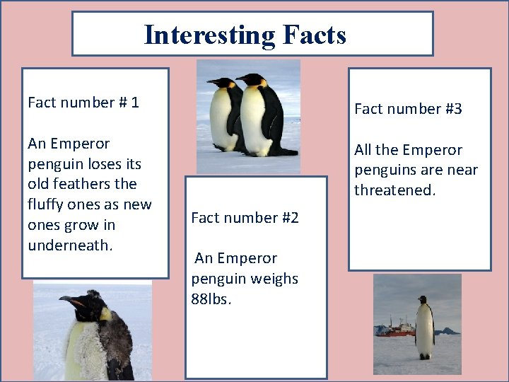 Interesting Facts Fact number # 1 An Emperor penguin loses its old feathers the