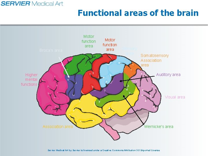 Functional areas of the brain Broca’s area Motor function area Sensory area Somatosensory Association