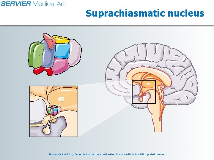 Suprachiasmatic nucleus Servier Medical Art by Servier is licensed under a Creative Commons Attribution