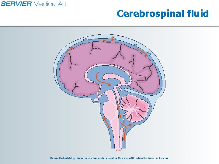 Cerebrospinal fluid Servier Medical Art by Servier is licensed under a Creative Commons Attribution