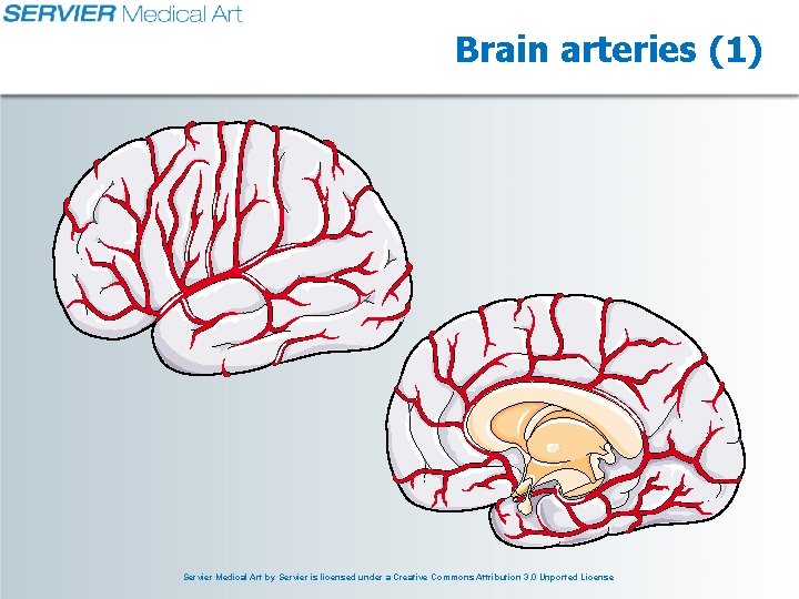 Brain arteries (1) Servier Medical Art by Servier is licensed under a Creative Commons