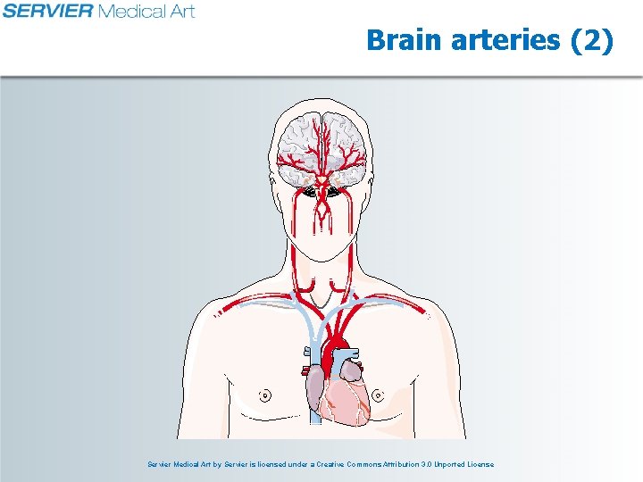 Brain arteries (2) Servier Medical Art by Servier is licensed under a Creative Commons