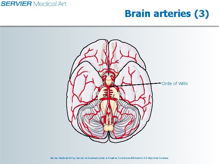 Brain arteries (3) Circle of Willis Servier Medical Art by Servier is licensed under