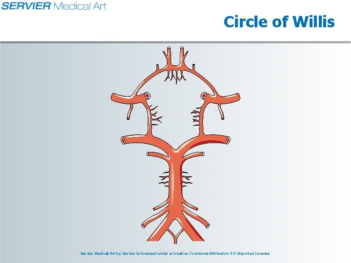 Circle of Willis Servier Medical Art by Servier is licensed under a Creative Commons