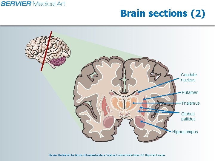 Brain sections (2) Caudate nucleus Putamen Thalamus Globus pallidus Hippocampus Servier Medical Art by