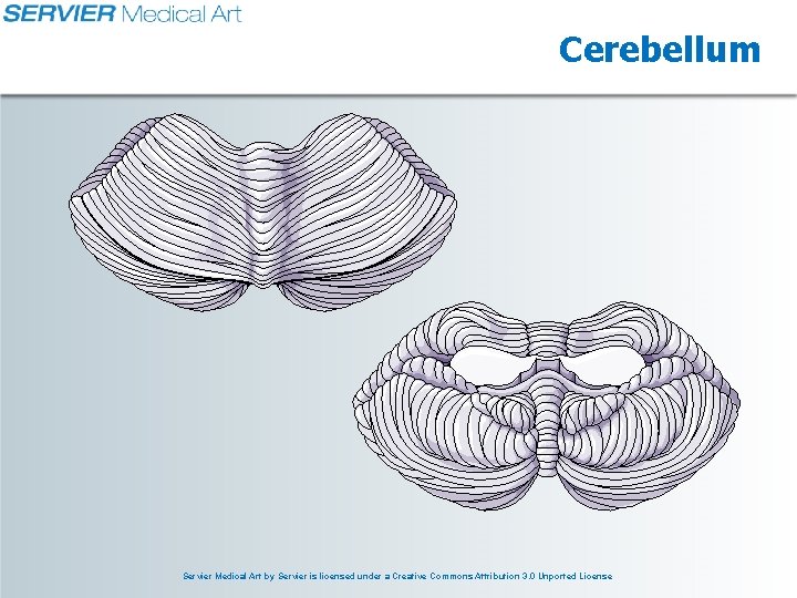 Cerebellum Servier Medical Art by Servier is licensed under a Creative Commons Attribution 3.