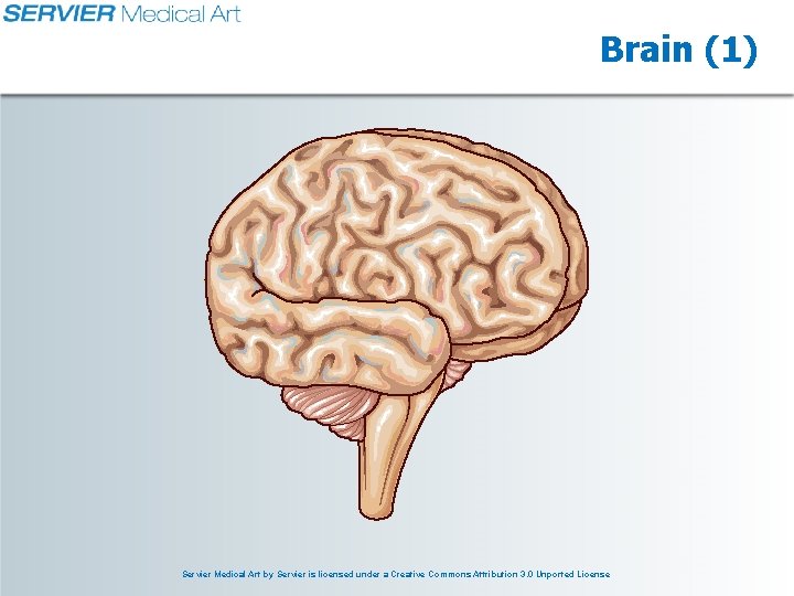 Brain (1) Servier Medical Art by Servier is licensed under a Creative Commons Attribution