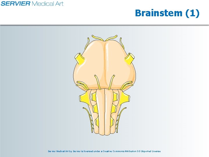 Brainstem (1) Servier Medical Art by Servier is licensed under a Creative Commons Attribution