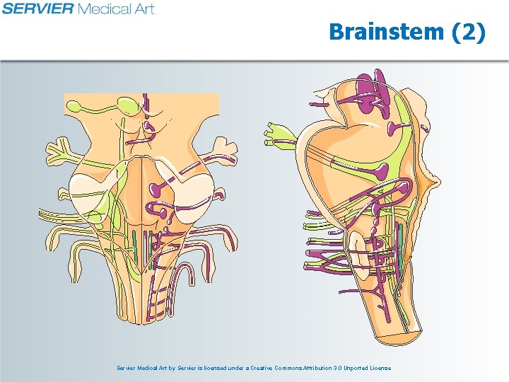 Brainstem (2) Servier Medical Art by Servier is licensed under a Creative Commons Attribution