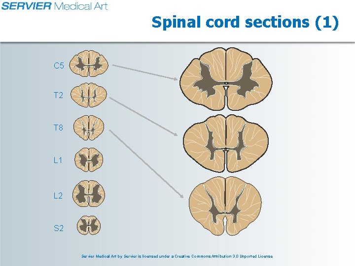 Spinal cord sections (1) C 5 T 2 T 8 L 1 L 2