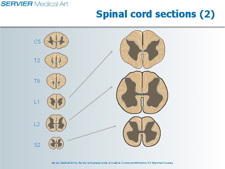 Spinal cord sections (2) C 5 T 2 T 8 L 1 L 2