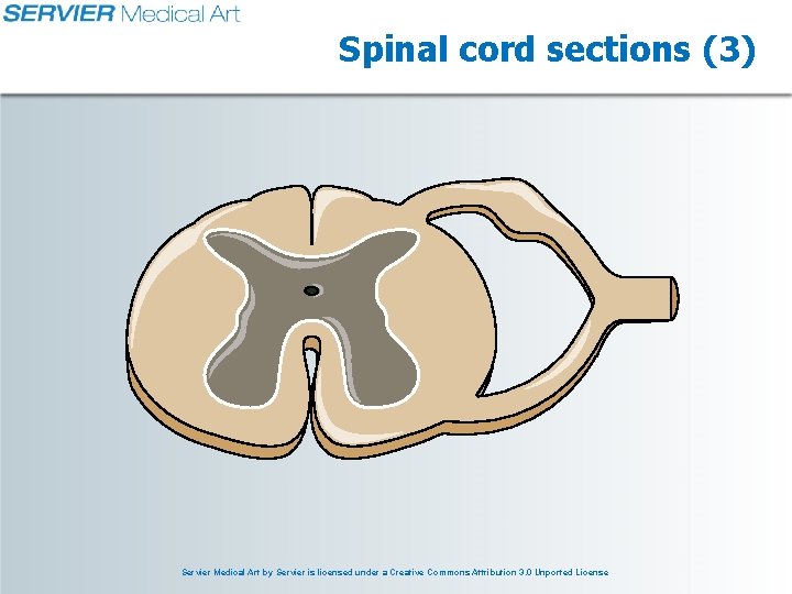 Spinal cord sections (3) Servier Medical Art by Servier is licensed under a Creative