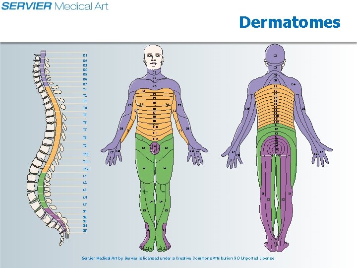 Dermatomes C 1 C 2 C 3 C 4 C 5 C 6 C