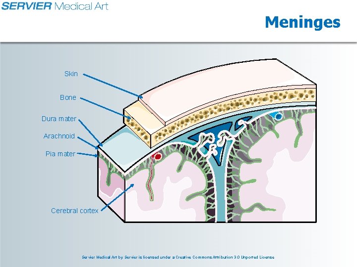 Meninges Skin Bone Dura mater Arachnoid Pia mater Cerebral cortex Servier Medical Art by