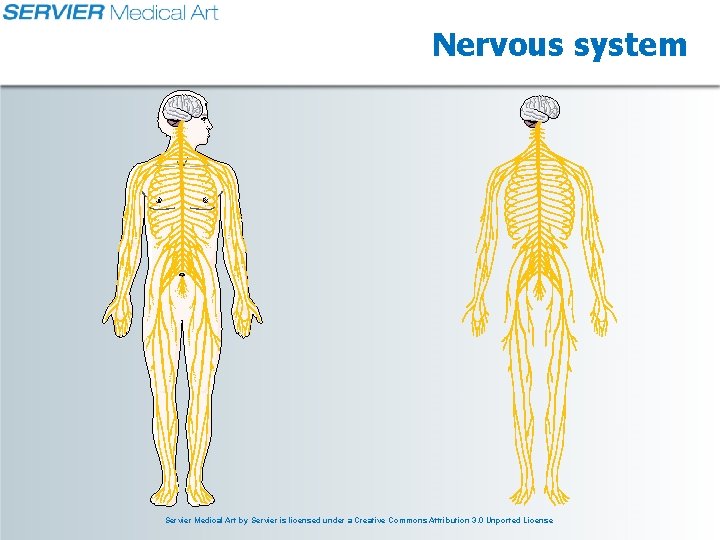 Nervous system Servier Medical Art by Servier is licensed under a Creative Commons Attribution