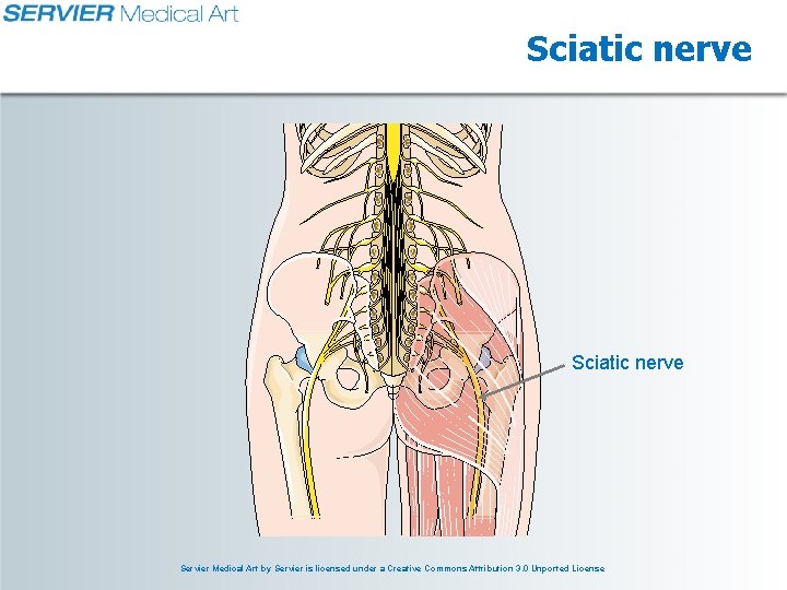 Sciatic nerve Servier Medical Art by Servier is licensed under a Creative Commons Attribution