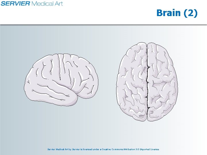 Brain (2) Servier Medical Art by Servier is licensed under a Creative Commons Attribution