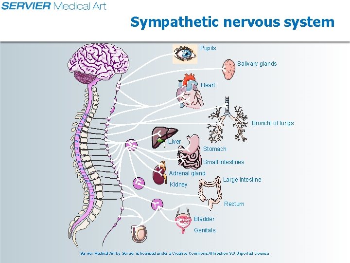 Sympathetic nervous system Pupils Salivary glands Heart T 1 T 2 Bronchi of lungs