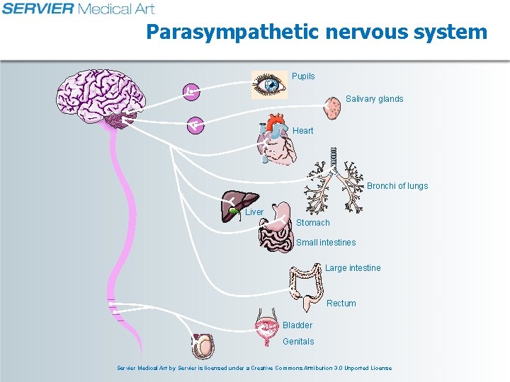 Parasympathetic nervous system Pupils Salivary glands Heart Bronchi of lungs Liver Stomach Small intestines