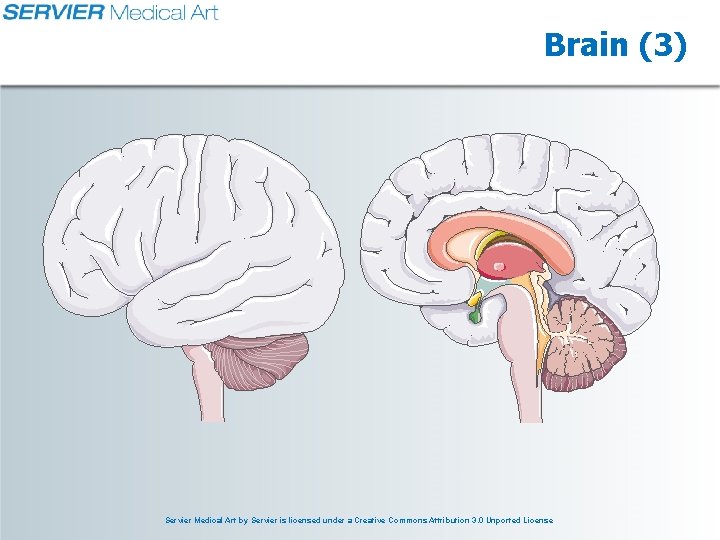 Brain (3) Servier Medical Art by Servier is licensed under a Creative Commons Attribution