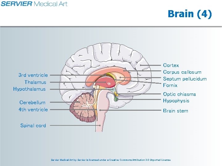 Brain (4) 3 rd ventricle Thalamus Hypothalamus Cerebellum 4 th ventricle Cortex Corpus callosum