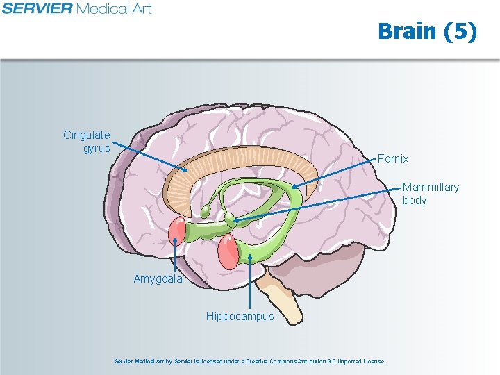Brain (5) Cingulate gyrus Fornix Mammillary body Amygdala Hippocampus Servier Medical Art by Servier