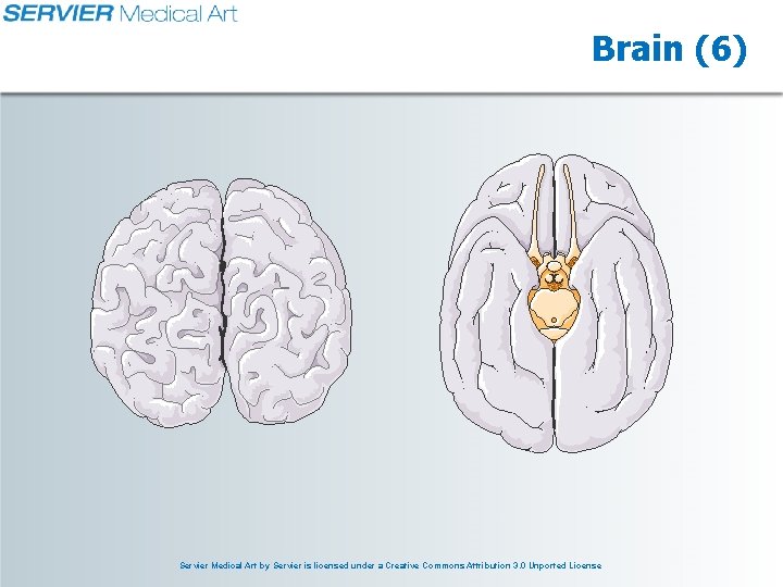 Brain (6) Servier Medical Art by Servier is licensed under a Creative Commons Attribution