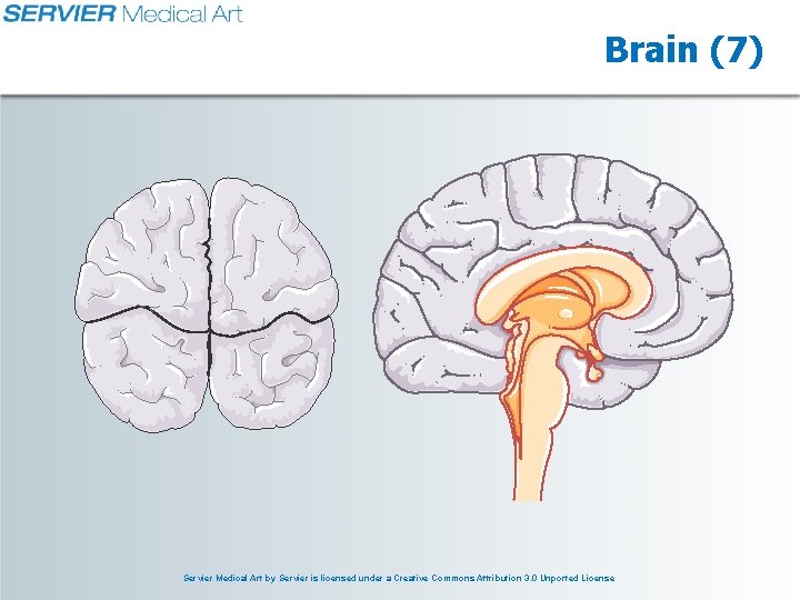 Brain (7) Servier Medical Art by Servier is licensed under a Creative Commons Attribution