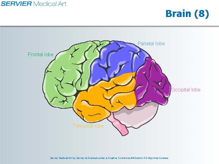 Brain (8) Parietal lobe Frontal lobe Occipital lobe Temporal lobe Servier Medical Art by