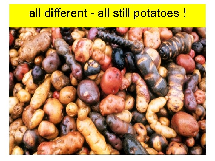 all different - all still potatoes ! 