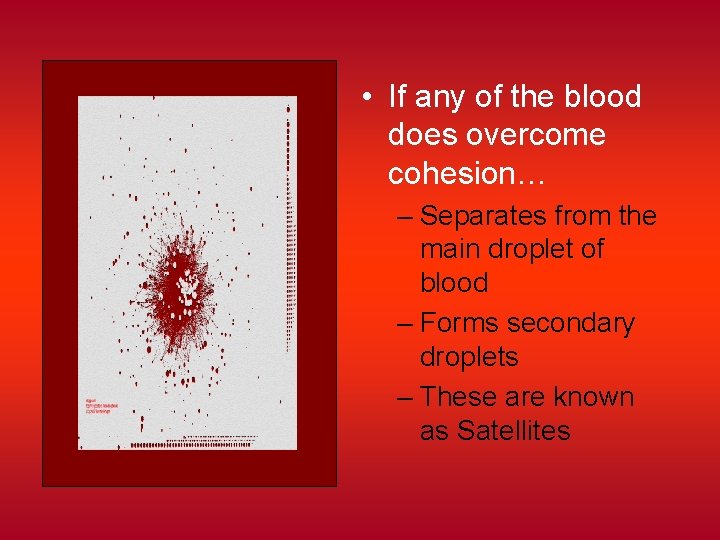  • If any of the blood does overcome cohesion… – Separates from the